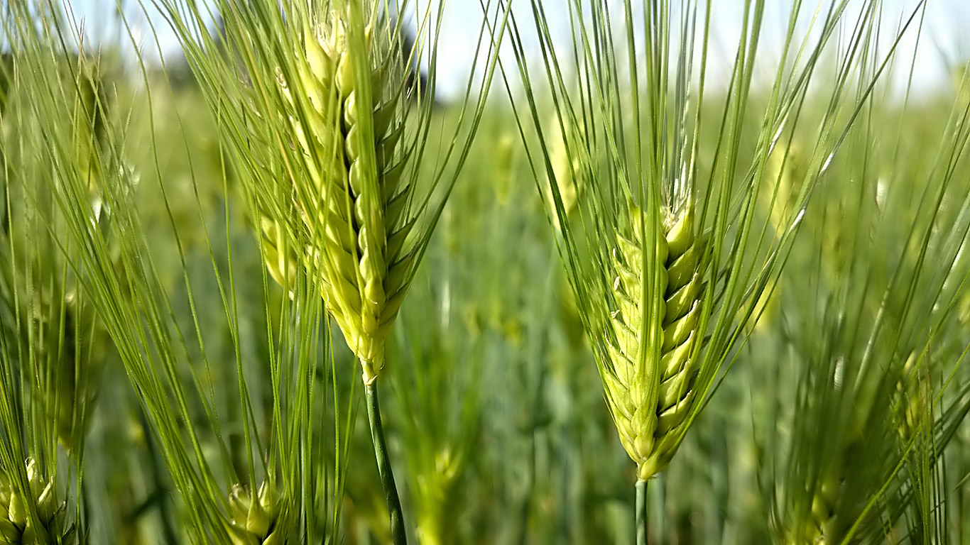 ビールに使われる大麦は、普通の大麦よりも厳しい基準で選ばれる│キリンビール大学│キリン