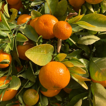 神奈川県産湘南ゴールドピューレ国産フルーツピューレ 果実クラフトONLINE STORE