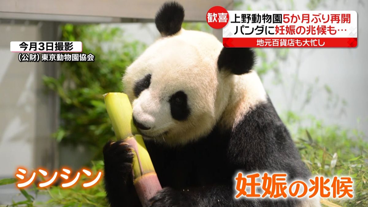 シャンシャン帰らないで」の声連日 名残惜しみ離日準備進める上野動物園 「リンゴ好き、ニンジン嫌いだった」：東京新聞デジタル