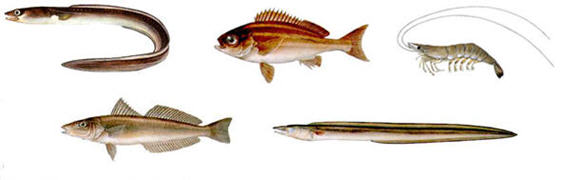 富山湾の春・夏・秋・冬に旬を迎える代表的な味覚魚との 清水富山湾の鮮魚・海鮮物等を産地直送でお届けする通販サイト