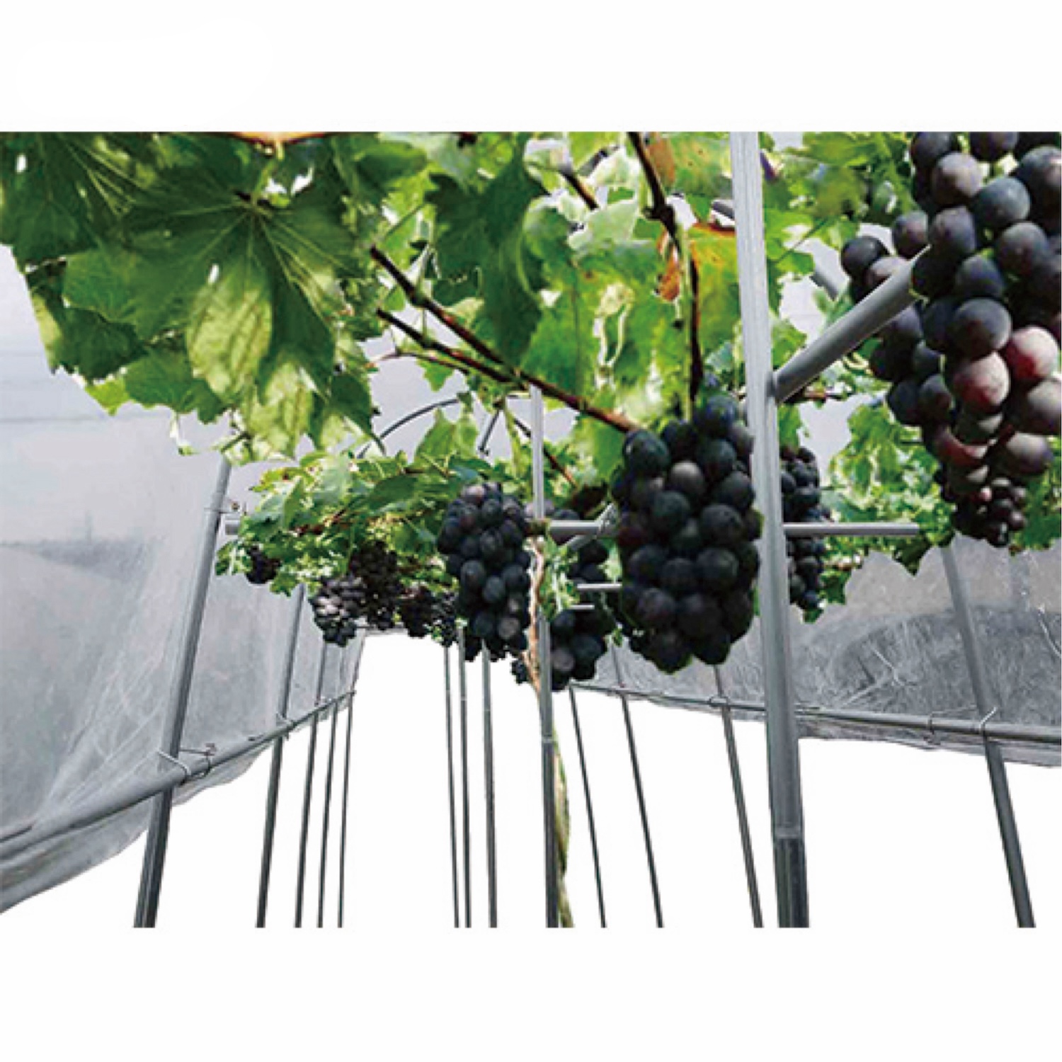 甲州式 ぶ ど う 棚