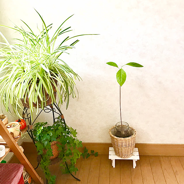 アボカド 原因不明の立ち枯れから「復活」してきました！花徳マンゴ