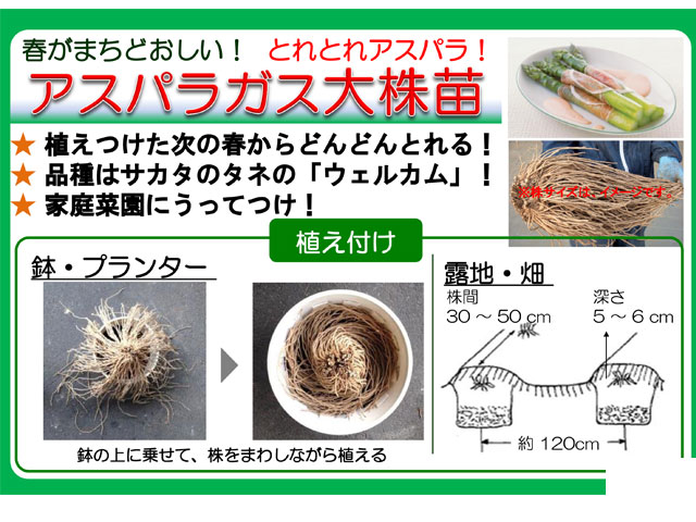 大株アスパラガス!名人が育てた逸品!秋に植えたら春に収穫可能!株式会社ガーデンプラザ・ナガバ 公式ホームページ