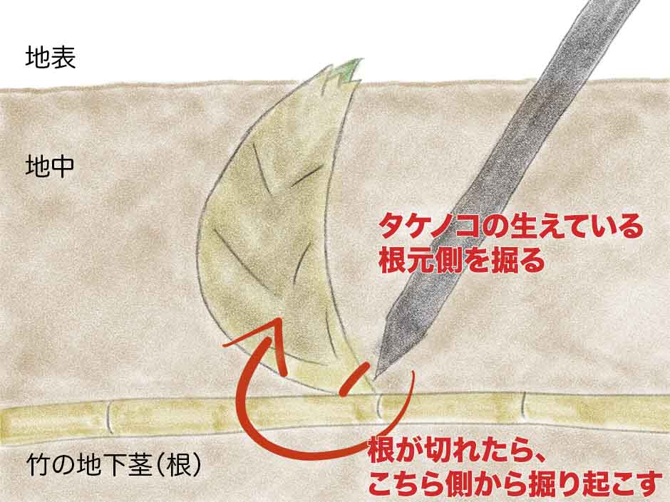 千葉でおすすめのたけのこ掘りスポット8選！旬の時期・費用、おすすめレシピも特集千葉県公式観光サイト ちば観光ナビ