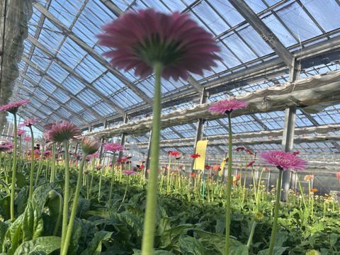 産地直送の花 花農家直送 お花と観葉植物のオンライン宅配ショップ – LIFFT