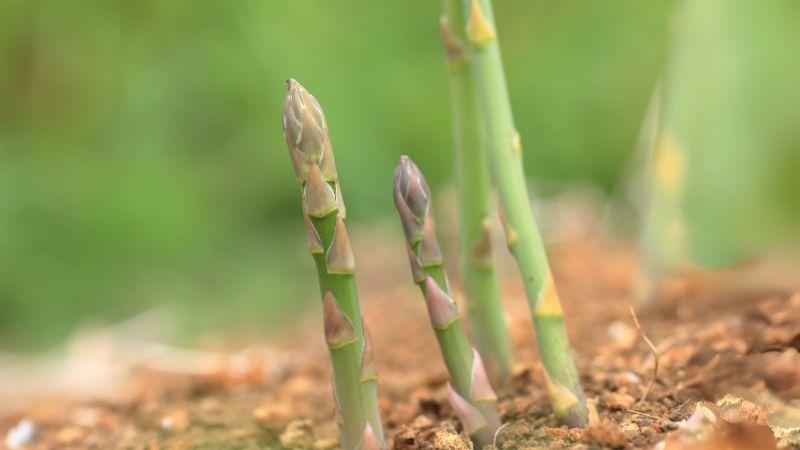 アスパラガス栽培・太いアスパラガスをたくさん収穫できる育て方22 4 1
