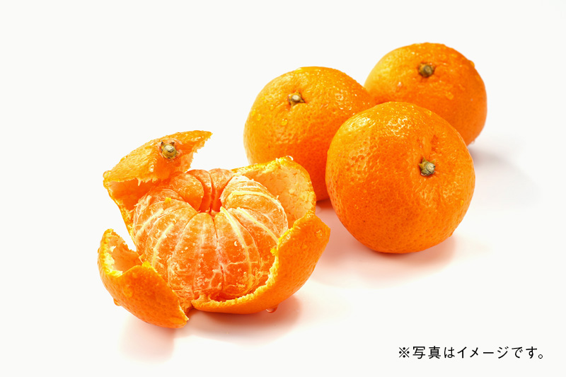 温州みかん高知の野菜・果物高知まるごとネット