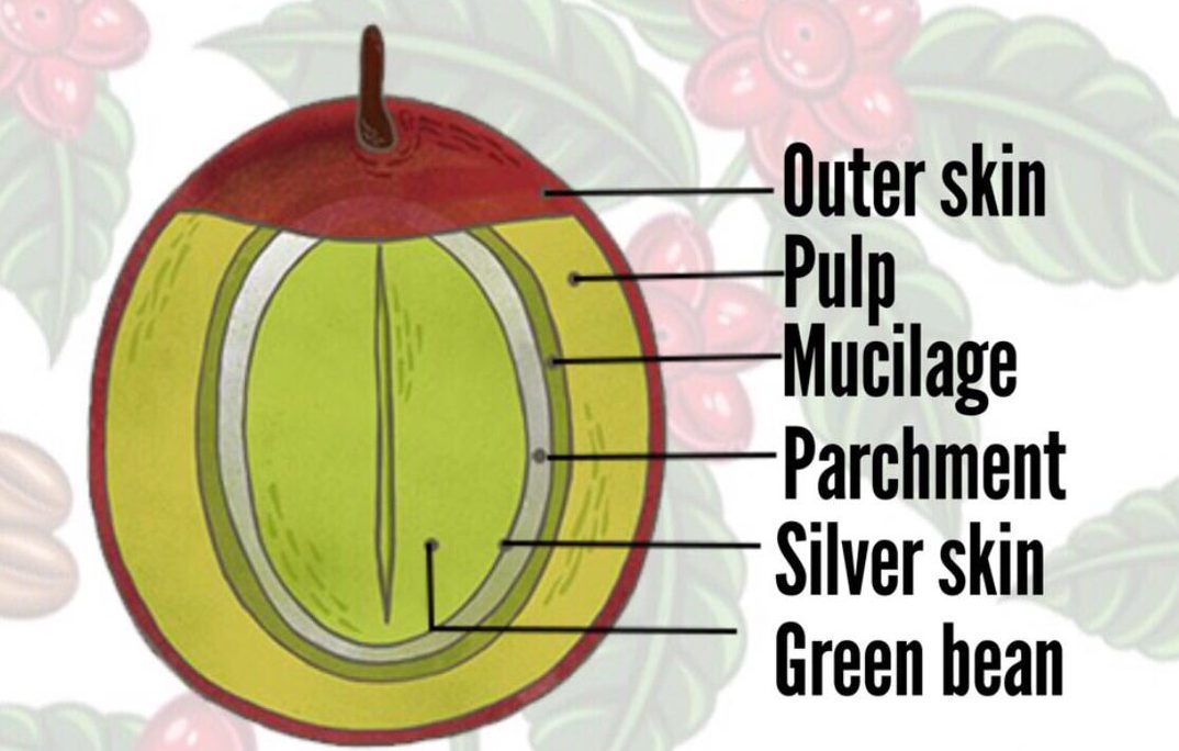 コーヒーの木 すくすく講座知る・楽しむコーヒーはUCC上島珈琲