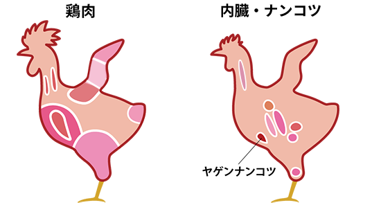 鶏肉は部位によって大きく変わる！部位別の特徴、鶏肉の選び方をご紹介 - 株式会社とりすえ