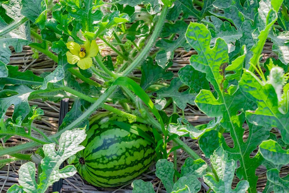 みんな大好きスイカ🍉 畑で順調に育ってます！ 甘くて美味しいと毎年好評です 7月中旬頃から販売できるかと思います 今年は四角やハート型のスイカにチャレンジしてみますスイカ畑夏