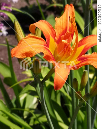 基本からアレンジまで！思わずつくりたくなる「夕食 さっぱり」のレシピ集クックパッド