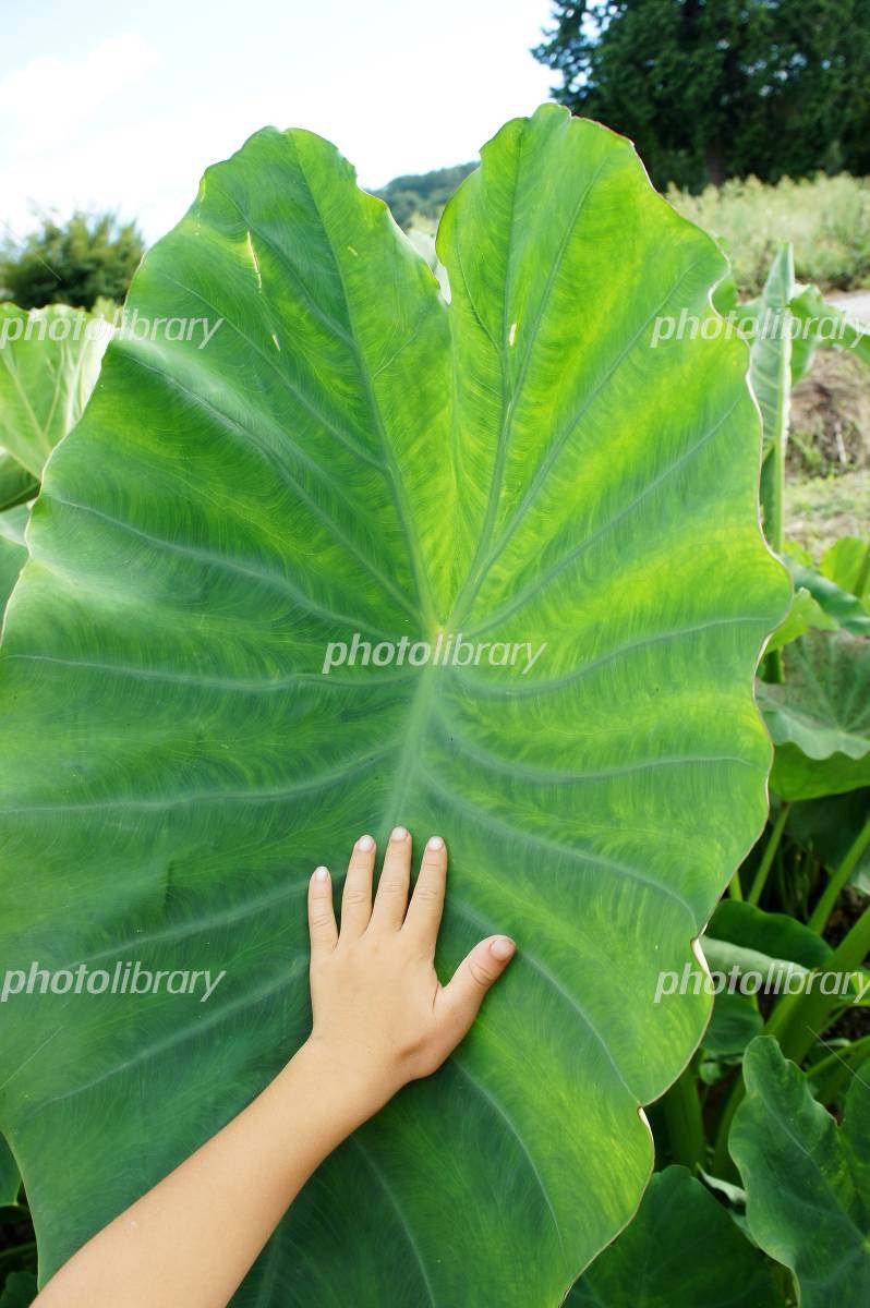 里芋とトンボが山形市農業振興公社