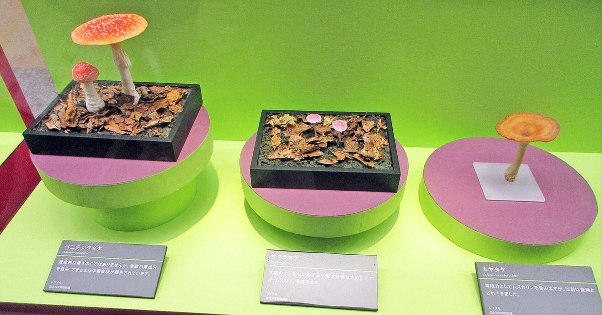 オオワライタケの誤食 : 大文字山を食べる