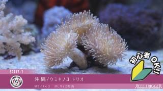 チョコレートディップクロミスChocolatedip chromis Chromis dimidiata
