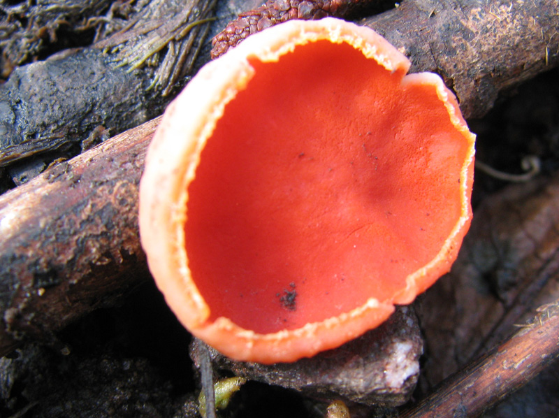 ベニチャワンタケ科 - 野山に自然に咲く花のページ