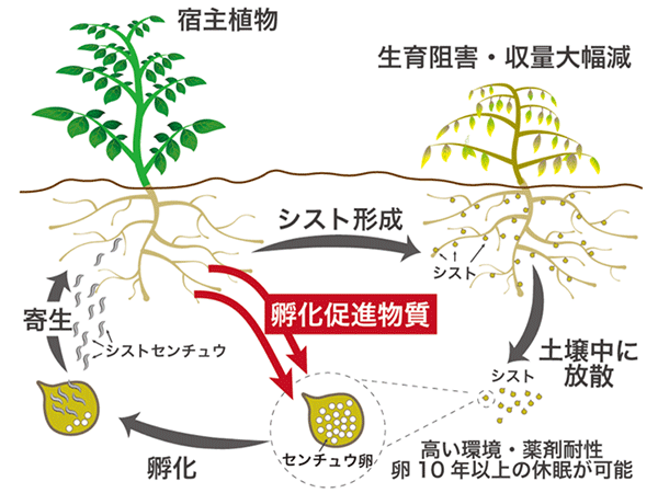 これがジャガイモのストロンです - ほぐし専科てもみじ小倉井堀店