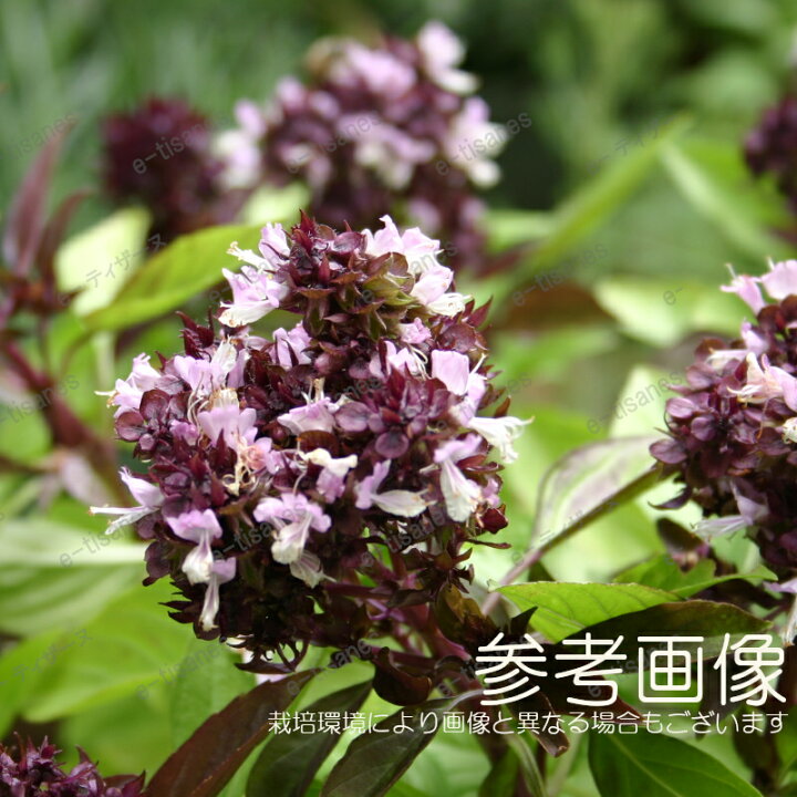 タイスイートバジル「ホラパー」フェアを6 24より開始！ 大ブレークしたパクチーの次に流行るアジアンハーブ「ホラパー」株式会社スパイスロードブルーセラドン株式会社