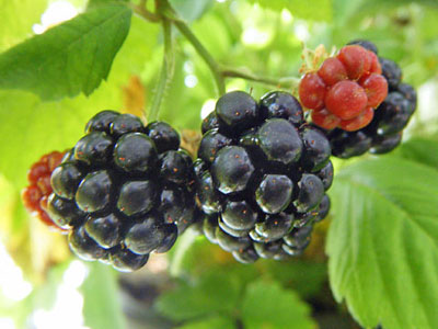 ブラックベリー 新・花と緑の詳しい図鑑