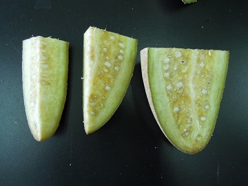 ソーセージノキ南の道草@植物と香水好き