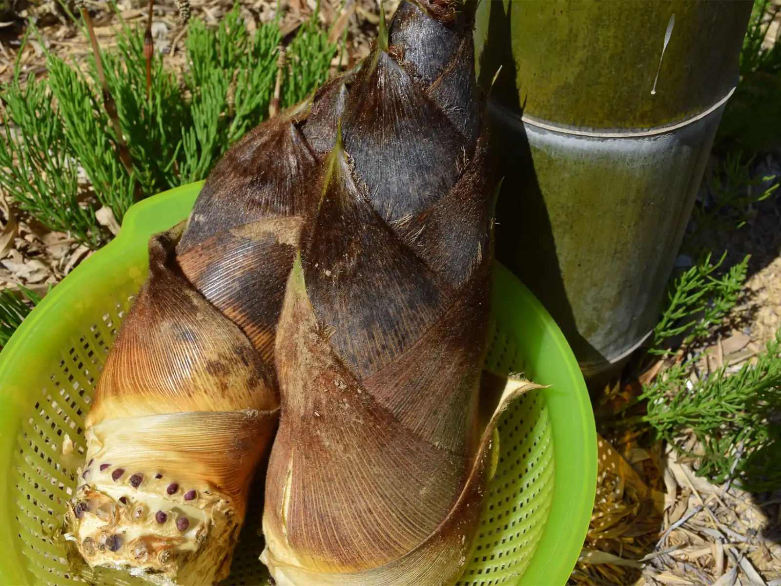 たけのこの里 70gチョコレート株式会社 明治 - Meiji Co., Ltd