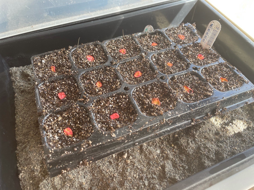 トウモロコシの育て方と栽培のコツやまむファーム