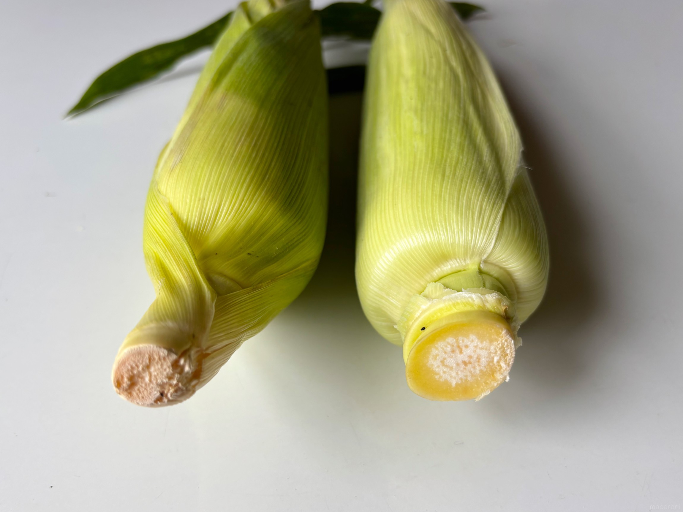 道の駅なるさわトウモロコシ大人気のスイートコーン「恵味ゴールド」