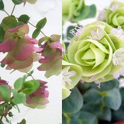 オレガノ 新・花と緑の詳しい図鑑