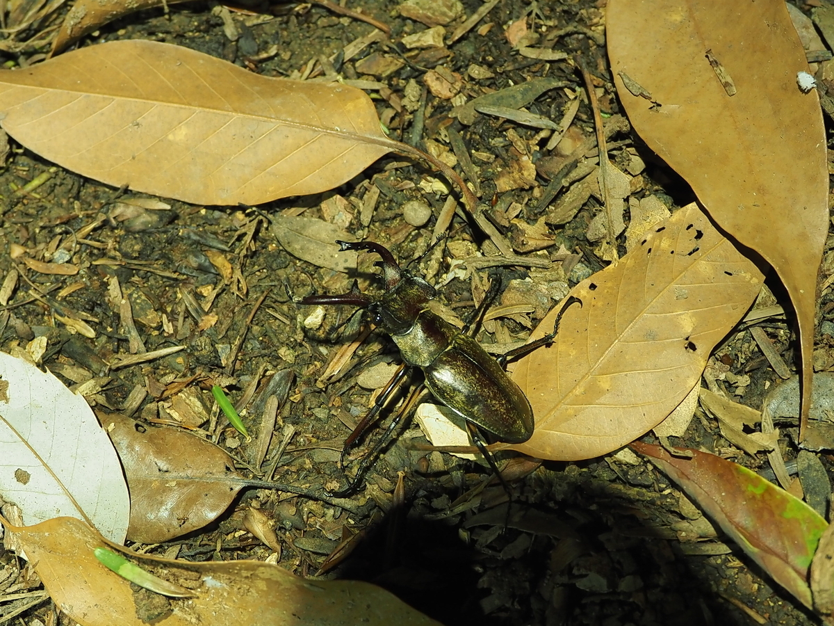 オオクワガタが餌 エサ を食べない！？確認すべき５つのポイントオオクワガタ飼育を始めよう