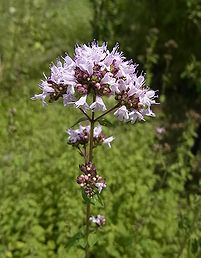 マジョラムとオレガノ大阪市のフランス料理教室・フランス菓子教室アトリエ・イグレック