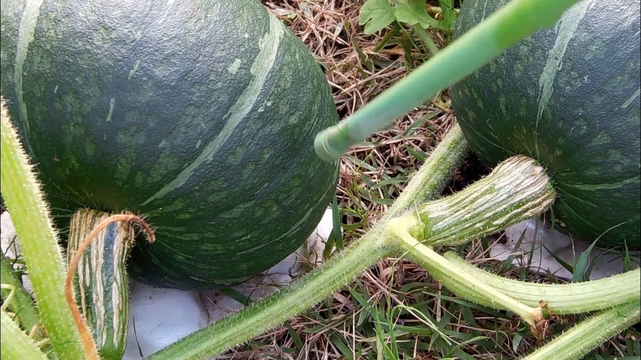 カボチャの収穫はコルク化の縦横の筋」 家庭菜園をしています。カボチャ の収穫が間近です。収穫は果梗部に白っぽい筋が縦に入るコルク化が目安です。コルク化が進み縦に筋が入ってきました。収穫ベスト時期 には横の山梨県の古民家和み庵