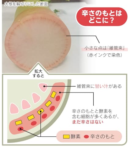 大根おろしが辛い理由は？辛くならないおろし方も紹介デリッシュキッチン