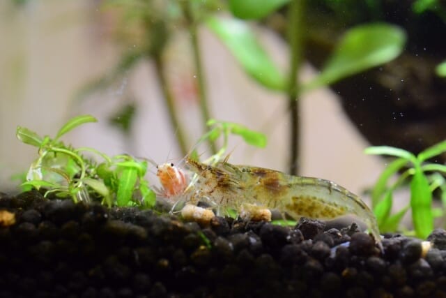 熱帯魚が泳ぐ水槽で野菜を栽培する。アクアポニックスの始め方。greenz.jp グリーンズ