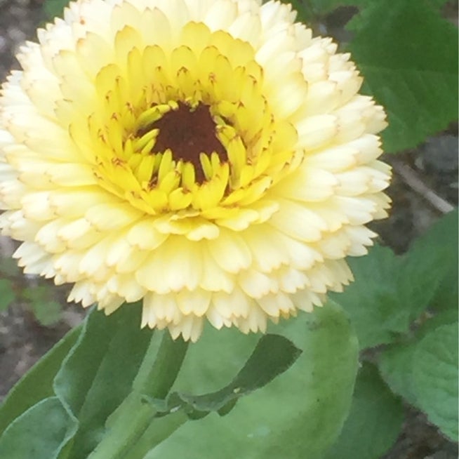 由仁町花のまつうらさんで苗の買い出しするときのコツ・販売品種racssblog