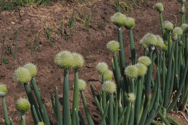 ネギ坊主が出た後の長ネギの手入れニャハハの家庭菜園-ポタジェと水耕栽培