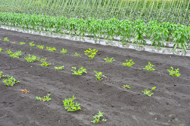 本場『やちまた落花生』を工場直送～ 遠藤ピーナツ公式オンラインショップ