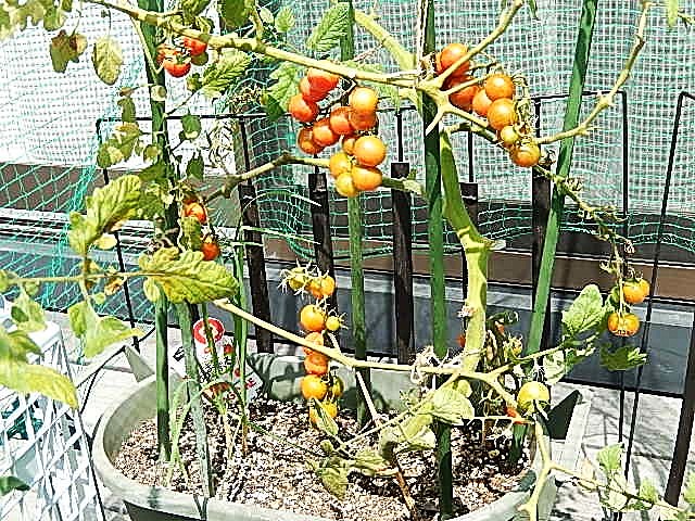 大玉トマトの葉が下から枯れる場合新築の庭で家庭菜園ブログ