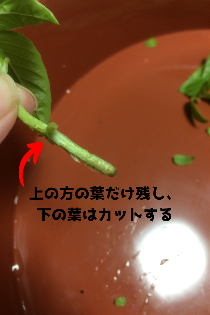 バジルの挿し木で増やす方法まとめ🌿とにこ家庭菜園