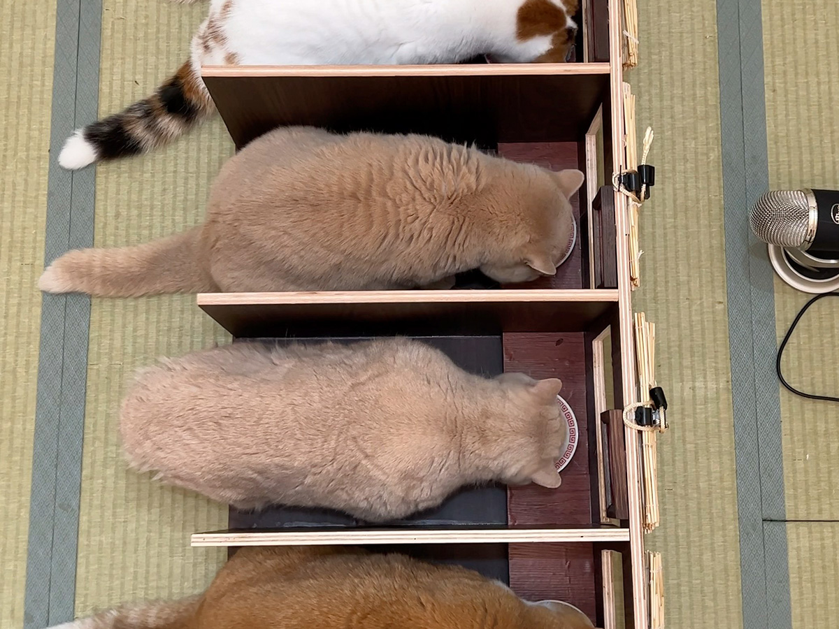 猫トイレの置き場所はリビングがおすすめ！猫トイレラックならおしゃれで快適に♪ │ エア・リゾーム マガジン