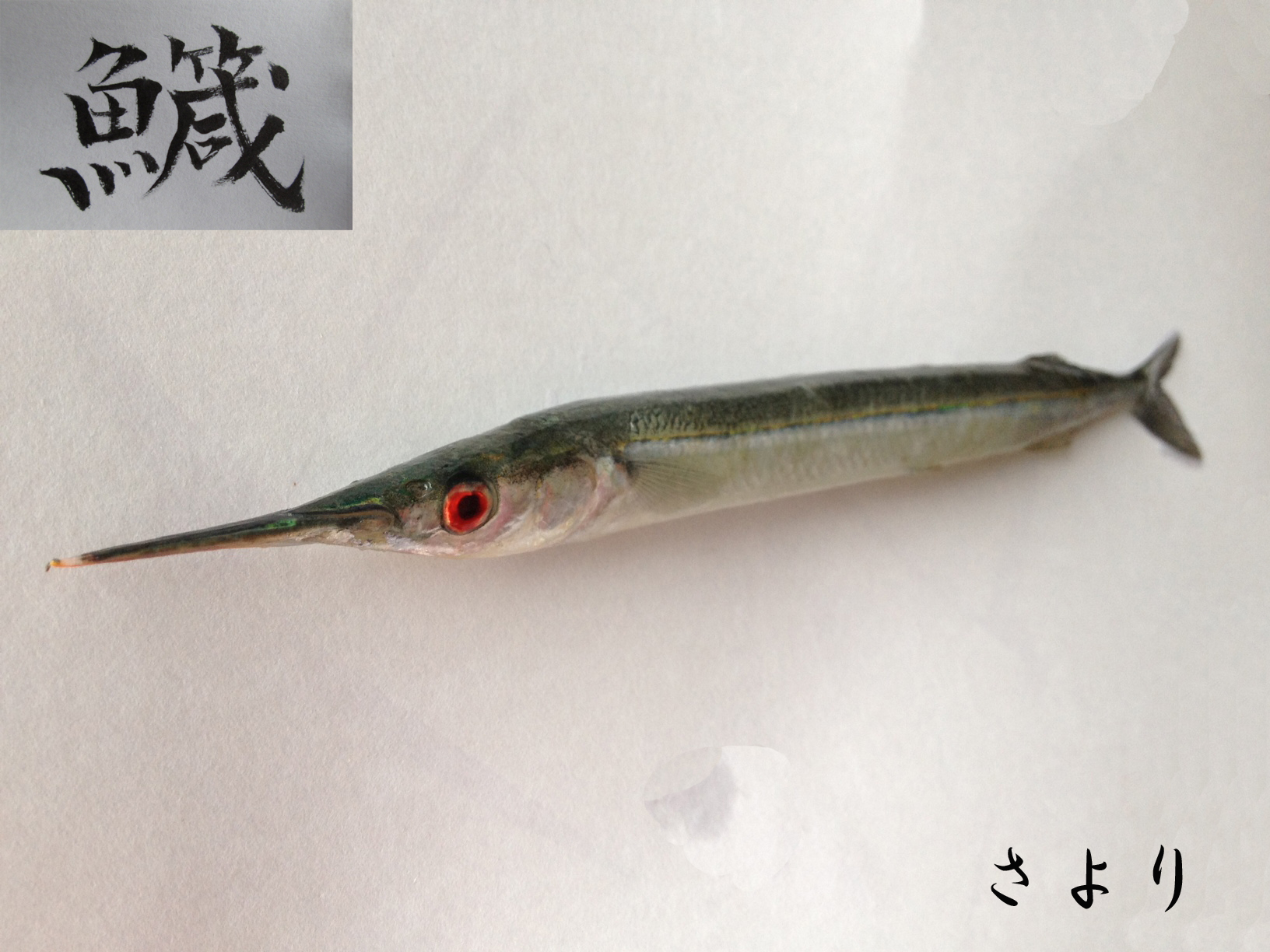 サヨリの刺身に春を感じる - ポチ子の耳石コレクション