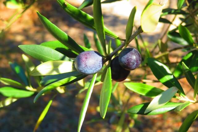 オリーヴの森オンラインショップ日本で栽培されているオリーブの品種