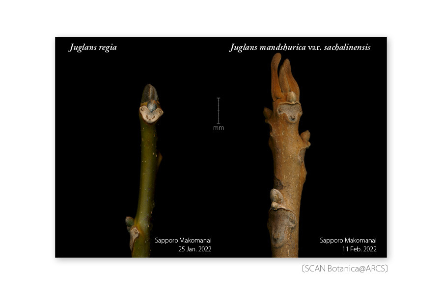 カシグルミ – はなもく散歩