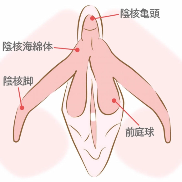 男が感じる「ペニスの部位」裏筋・カリ…性感帯と刺激のコツ8つ！ | リア女ニュース