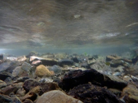 メニュー写真 : 鳥居茶屋 真々庵とりいちゃや しんしんあん- 鞍馬 日本料理食べログ