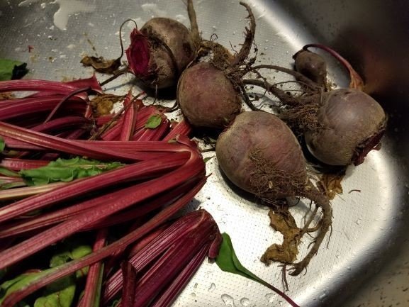 ビーツの葉「ビーツリーフ」の食べ方いろいろ