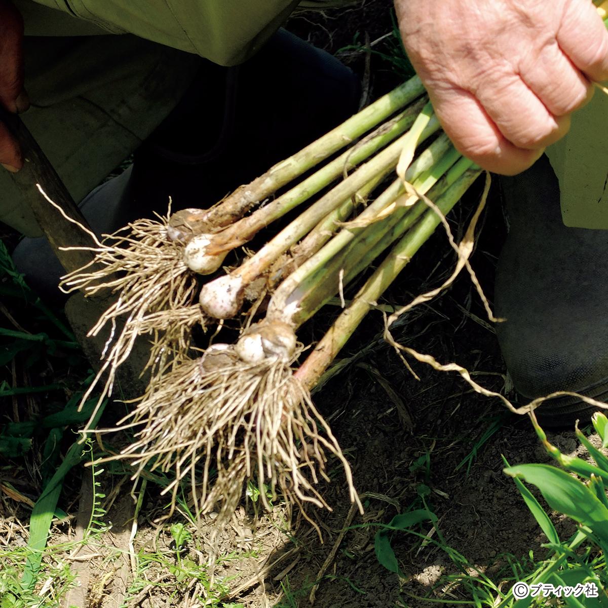 モロフジファーム株コンテナに収穫したたにんにくは専用のハウスでじっくり乾燥させます🌬 乾燥が終わったにんにくは根っこや茎を切り落とし、黒 にんにく を作るための準備にはいります☺️ 余分な皮を剥がし成形の終えたにんにくは順次熟成機に入れて様子を見