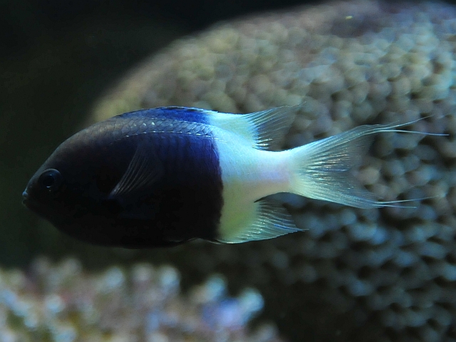 海水魚水曜日からたっぷり商品アップ完了！生麦海水魚センタ
