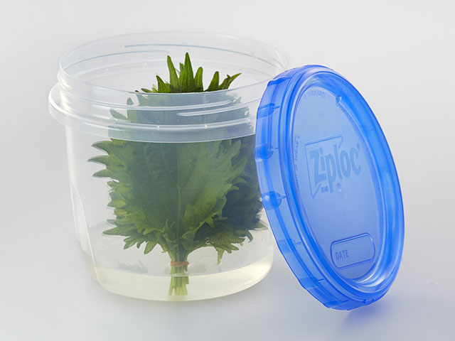 青じその保存 水に挿して冷蔵保存で2週間鮮度をキープ！少量使いで即料理に使える冷凍保存法も！『あたらしい日日』こんな時代のニューノーマルな暮らし方。食と農、生活情報をお届けします