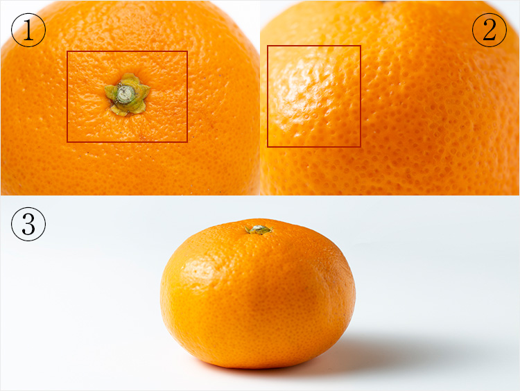 御浜町のみかん青を編む三重県御浜町