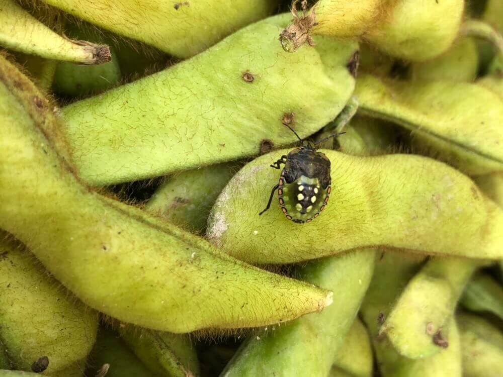 枝豆の葉に斑点が・ -お世話になります。 枝豆栽培を始めて、２ヶ月くら-OKWAVE