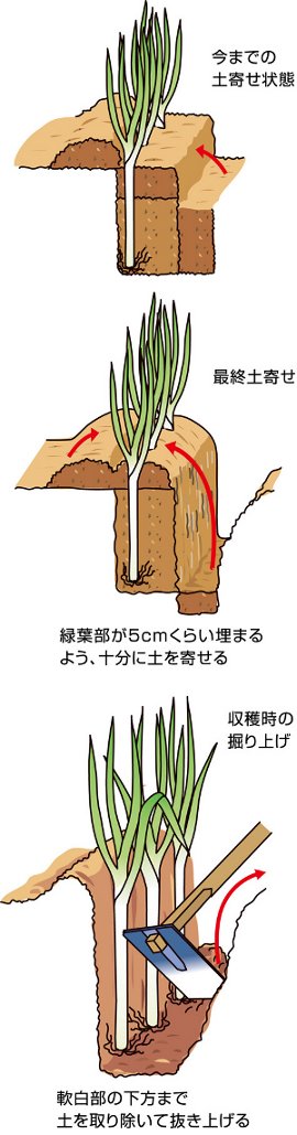 ねぎは洗うな他にもレシピやプロがやってる料理の小技のせてます▶️ @isokaka.kyoto 意外と手間がかかる刻みネギ。切ってる途中でバラバラになるとめっちゃストレスじゃないですか？毎日自炊する人でも、これはもう面倒だからスーパーで買ってるーというお話もよく